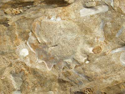 08_oyster.jpg
